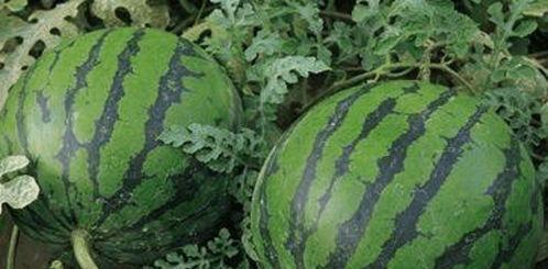 吃瓜先吃哪个,揭秘先吃哪个瓜的奥秘