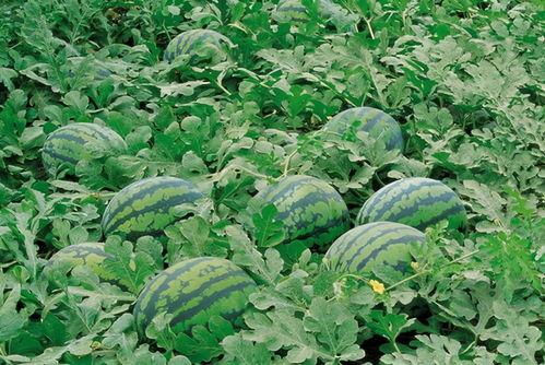 情侣田间吃瓜图片,情侣共享瓜果时光