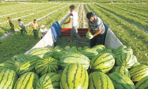 情侣田间吃瓜图片,情侣共享瓜果时光