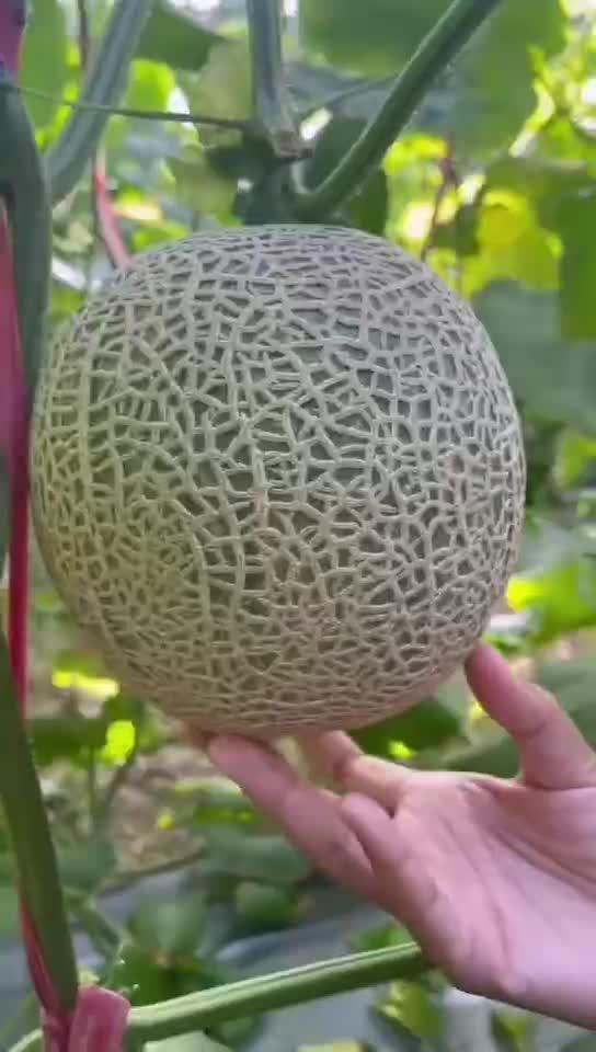 你吃蜜瓜吗,我的蜜瓜食用体验