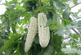 吃瓜会能量流失吗,吃瓜真的会让人能量流失吗？