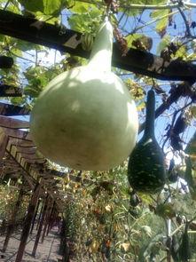 直播户外吃瓜,瓜果飘香话生活