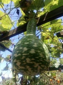 直播户外吃瓜,瓜果飘香话生活