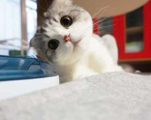 小猫吃瓜情侣头像,小猫吃瓜情侣头像背后的浪漫故事