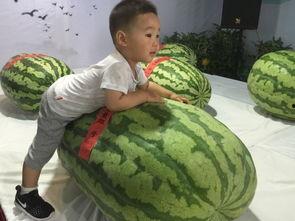 大城最新的吃瓜事件,揭秘最新吃瓜事件背后的真相