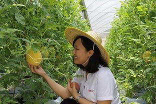 山东青州吃瓜,探寻山东青州的夏日美味之旅