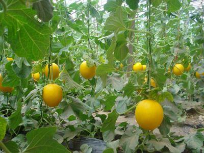 梦见吃鲜瓜好吗,梦见吃鲜瓜预示着什么？