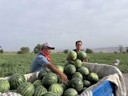 窑湾最新吃瓜,揭秘最新吃瓜事件背后的真相