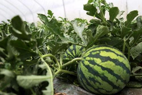 沙河路苑吃瓜,一场吃瓜盛宴背后的故事