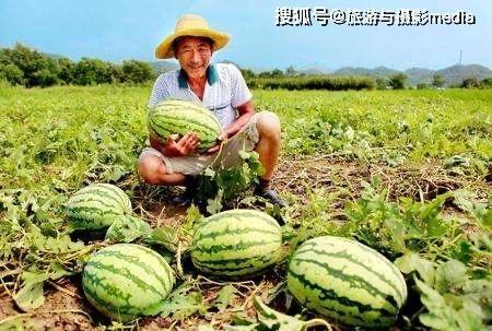 沙河路苑吃瓜,一场吃瓜盛宴背后的故事