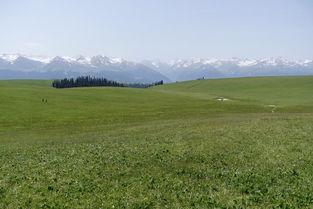 吃瓜伊犁,伊犁美食之旅