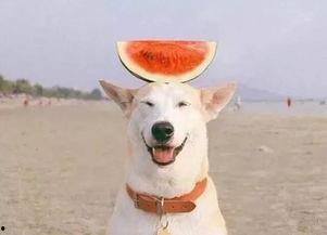 博士日常吃瓜,揭秘学术圈里的“吃瓜”风云