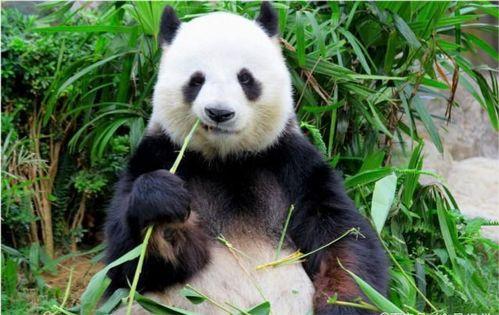 瓜哥吃瓜动物界肌肉大佬