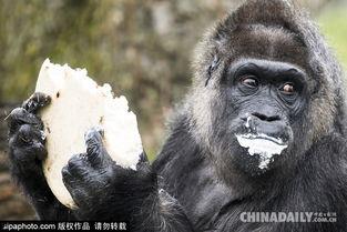 瓜哥吃瓜动物界肌肉大佬