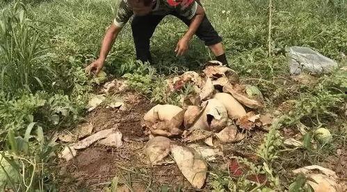 文安最新吃瓜事件